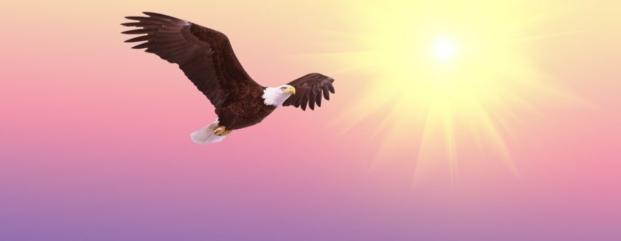 bald-eagle-521492_1920